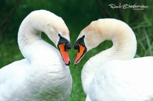 Cigno Reale